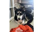 Adopt Nala a Black - with White Husky / Mixed dog in Wyomissing, PA (41378790)