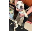 Adopt Aelin a American Pit Bull Terrier / Mixed dog in Defiance, OH (41369110)