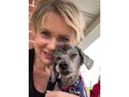Adopt Fluff a Gray/Blue/Silver/Salt & Pepper Poodle (Miniature) / Mixed dog in