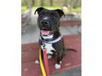Adopt Lola a Black - with White Patterdale Terrier (Fell Terrier) / American