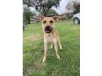 Adopt Maggie ???????? a Tan/Yellow/Fawn Carolina Dog dog in Denver