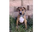 Adopt Spinner a Boxer / Doberman Pinscher dog in Denver, CO (40846704)