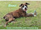 Adopt Bunzi a Brindle - with White Boxer / Mixed dog in Mission, TX (41372448)