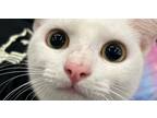 Adopt Ranch a White Turkish Angora (short coat) cat in Calimesa, CA (41351381)