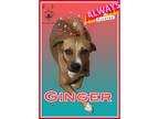 Adopt GINGER a Tan/Yellow/Fawn - with White Black Mouth Cur / Rhodesian