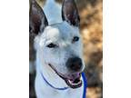 Adopt Ghost a White - with Gray or Silver Blue Heeler dog in Bend, OR (41378395)