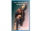 Adopt JETT a Tan/Yellow/Fawn - with Black Belgian Malinois / Mixed dog in Bend