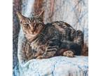 Adopt Ranger a Brown Tabby Domestic Shorthair (short coat) cat in Mead
