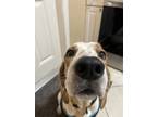 Adopt Marley a Basset Hound dog in Tampa, FL (41378570)