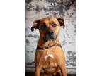 Adopt Bella B a Red/Golden/Orange/Chestnut - with White Boxer / Labrador