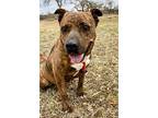 Adopt Lana a Brindle - with White Labrador Retriever / Mixed dog in Bend