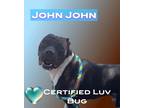 Adopt John John a Black - with White American Staffordshire Terrier / Labrador