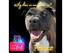 Adopt Prince a Black - with White Boxer / Mixed dog in Bend, OR (41378416)