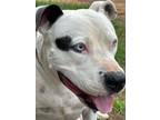 Adopt PAX a White - with Black American Staffordshire Terrier / Mixed dog in