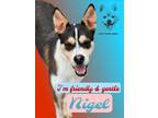 Adopt Nigel a Black - with White Labrador Retriever / Hound (Unknown Type) dog