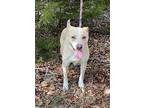 Adopt Vanilla a Tan/Yellow/Fawn - with White Labrador Retriever / Mixed dog in