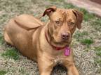 Adopt Harley a Red/Golden/Orange/Chestnut - with White Rhodesian Ridgeback / Pit