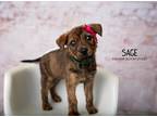 Adopt Sage a Brindle Plott Hound dog in Littleton, CO (41006797)