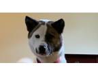 Adopt Kelley (Available 5/18/24) a White - with Brown or Chocolate Akita /