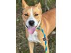 Adopt Goodboy a Brown/Chocolate - with White Labrador Retriever / Boxer dog in