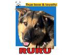 Adopt RuRu a Brown/Chocolate - with Black German Shepherd Dog / Mixed dog in