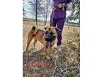 Adopt Gramercy a Brown/Chocolate - with White Shar Pei / Chow Chow dog in Bend