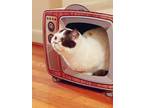 Adopt Tiffany a Orange or Red (Mostly) British Shorthair / Mixed (short coat)