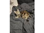 Adopt Nylah a Brown or Chocolate (Mostly) American Shorthair / Mixed (short