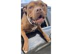 Adopt Piglet a Red/Golden/Orange/Chestnut American Pit Bull Terrier / American