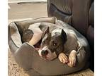 Adopt Vito a Brown/Chocolate - with White Boxer / American Pit Bull Terrier /