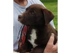 Adopt Henrietta a Brown/Chocolate - with White Labrador Retriever / Pointer /