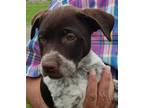 Adopt Danielle a Brown/Chocolate - with White Labrador Retriever / Pointer /