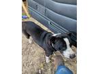 Adopt Little girl a Black - with White American Pit Bull Terrier / Treeing