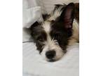 Adopt MOLLY-Foster Me! a White - with Black Border Collie / Westie