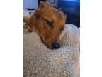 Adopt Evie a Red/Golden/Orange/Chestnut - with White Australian Cattle Dog /