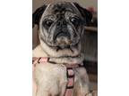 Adopt Buttons a Tan/Yellow/Fawn Pug / Mixed dog in Greensboro, NC (39936280)