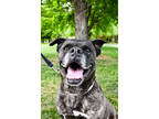 Adopt William a Brindle Boxer / American Staffordshire Terrier / Mixed (short