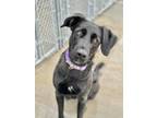 Adopt Waffles a Black German Shepherd Dog / Golden Retriever / Mixed (short
