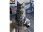 Adopt Theo a Gray, Blue or Silver Tabby Domestic Shorthair / Mixed (short coat)