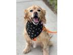 Adopt Rolo a Red/Golden/Orange/Chestnut English Cocker Spaniel / Mixed dog in