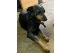 Adopt DIXIE a Australian Cattle Dog / Mixed dog in Taylor, MI (41296070)