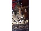 Adopt Leonitus a Red/Golden/Orange/Chestnut Mutt / Mixed dog in Taylors