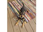 Adopt Bear a Black - with Tan, Yellow or Fawn Mutt / Rottweiler / Mixed dog in