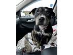 Adopt Sasha a Black - with Brown, Red, Golden, Orange or Chestnut Boxer / Mixed