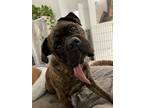 Adopt Mae a Brindle Bullmastiff / Mixed dog in Norwood, GA (41377806)