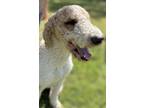 Adopt Aero a Golden Retriever / Labrador Retriever / Mixed dog in Meridian