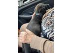 Adopt Archie a Labrador Retriever / Hound (Unknown Type) / Mixed dog in