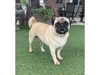 Adopt Sarge a Tan/Yellow/Fawn - with Black Pug / Mixed dog in Temecula