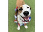 Adopt Pecan a Beagle / Whippet / Mixed dog in Oakland, NJ (40721651)