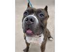 Adopt BonBon a Black American Pit Bull Terrier / Mixed Breed (Medium) / Mixed